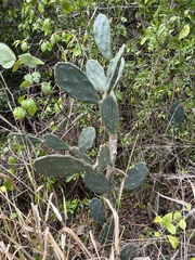 Opuntia austrina