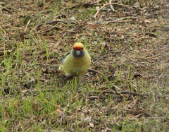 Platycercus elegans flaveolus