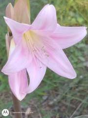 Amaryllis belladonna