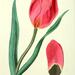 Tulipa raddii - Photo 
Edwards, Sydenham, 1769?-1819;

Lindley, John, 1799-1865, no known copyright restrictions (public domain)
