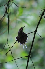 Phaethornis eurynome