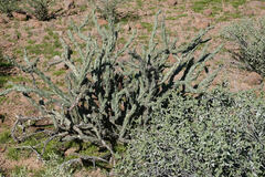 Cylindropuntia acanthocarpa