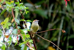 Hylophilus poicilotis