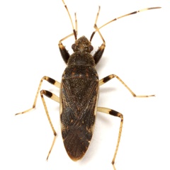 Froeschneria piligera