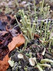 Cladonia deformis