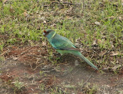 Barnardius zonarius barnardi