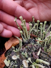Cladonia deformis