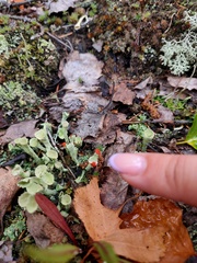 Cladonia deformis