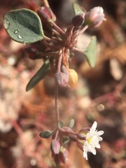 Drymaria holosteoides