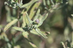 Aldama linearis