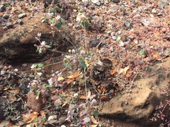 Drymaria holosteoides