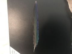 Platycercus eximius