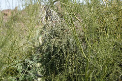 Parkinsonia microphylla