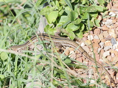 Ctenotus robustus