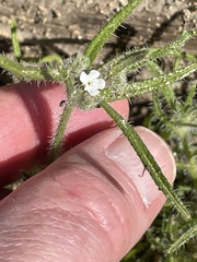 Cryptantha