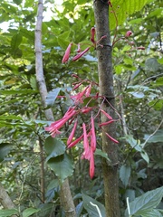 Rubiaceae