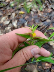 Melampyrum sylvaticum