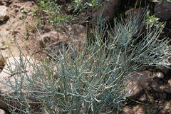 Ephedra aspera