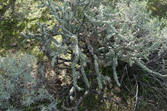 Cylindropuntia acanthocarpa