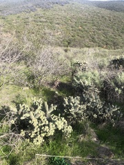 Cylindropuntia prolifera