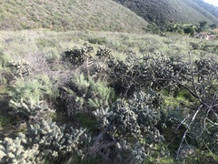 Cylindropuntia prolifera
