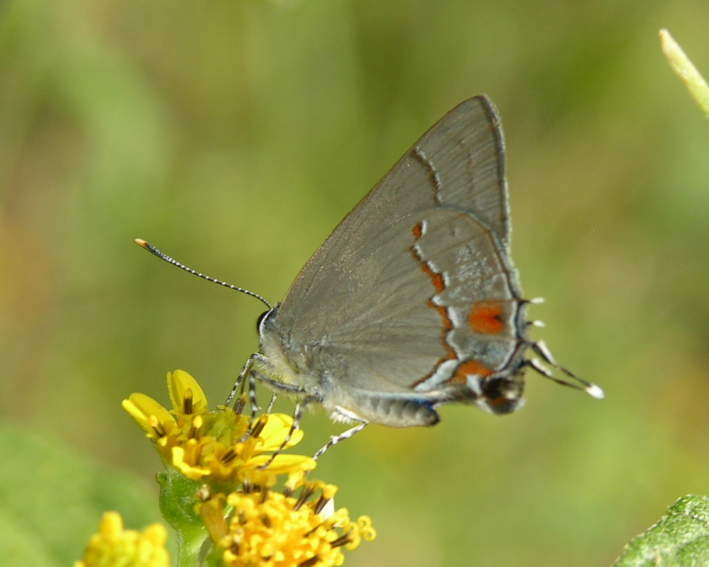 Nicolaea ophia