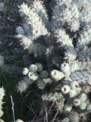 Cylindropuntia prolifera