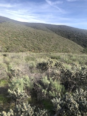 Cylindropuntia prolifera