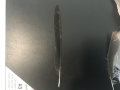 Gymnorhina tibicen
