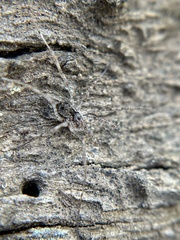 Protolophus