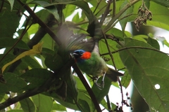 Tangara cyanocephala