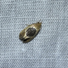 Hoplomorpha abalienella