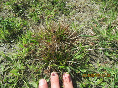 Juncus caespiticius