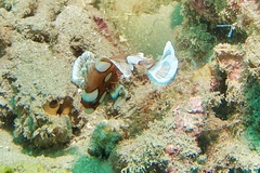 Plectorhinchus chaetodonoides