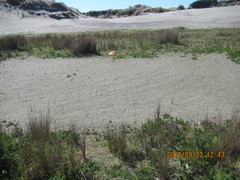 Juncus caespiticius