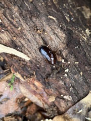 Parcoblatta pennsylvanica