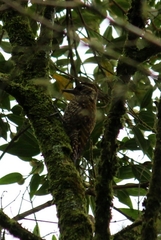 Dryobates spilogaster