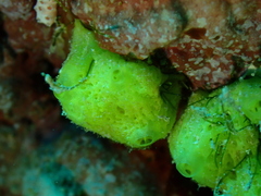 Calcarea