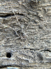 Protolophus