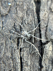 Protolophus