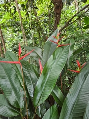 Heliconia acuminata