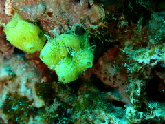 Calcarea