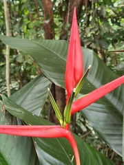 Heliconia acuminata