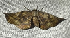 Parepisparis multicolora