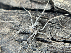 Protolophus