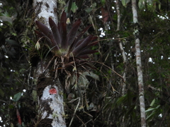Tillandsia complanata