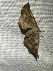 Parepisparis multicolora