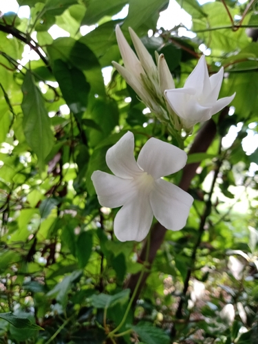 Image of Mandevilla laxa by (c) Gonzalo Roget, some rights reserved (CC BY)