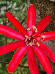 Passiflora glandulosa