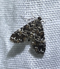 Elophila responsalis